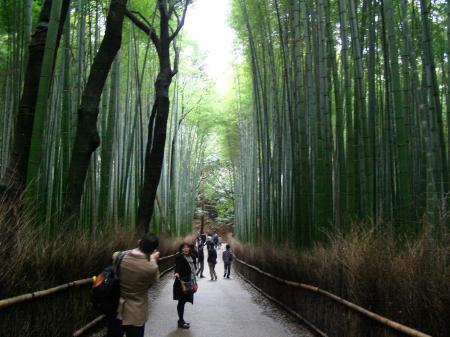 End of Bamboo forest