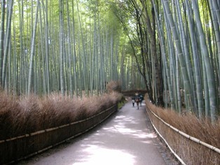 Bamboo Forest in Kyoto