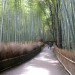 Bamboo Forest in Kyoto