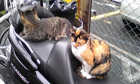 Two Cats on bike