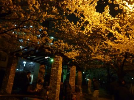 Night Picknick Under Sakura Trees