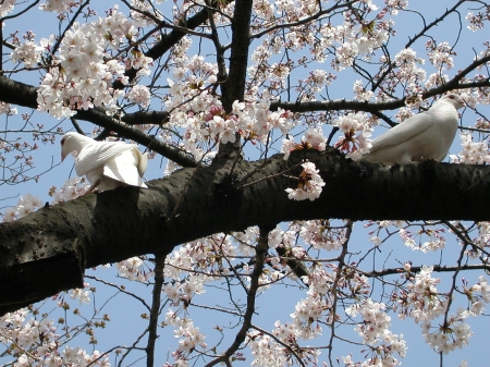 Pigeons on cherry tree branch