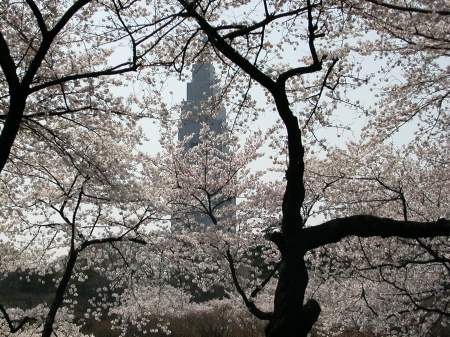 Skyscraper behind cherry trees