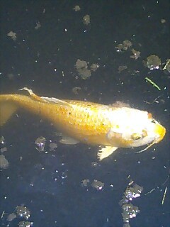 Golden_Carp_Swimming