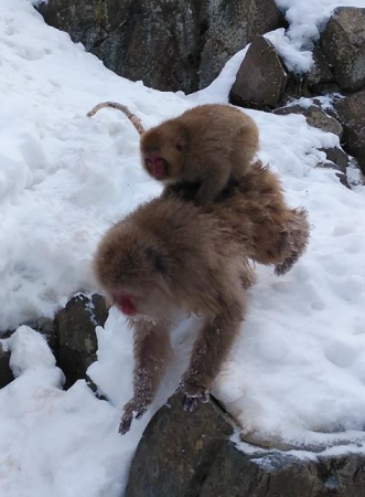 Snow Monkeys, parenting