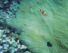 okinawa,military,dugong