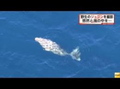 okinawa, military, dugong